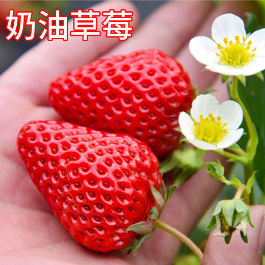 【专业脱毒❗️新手也能种】四季草莓苗盆栽带土带果带花当年结果食用红颜牛奶草莓秧阳台带盆。ja 商品图5