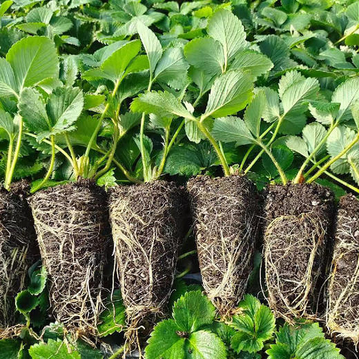 【专业脱毒❗️新手也能种】四季草莓苗盆栽带土带果带花当年结果食用红颜牛奶草莓秧阳台带盆。ja 商品图1