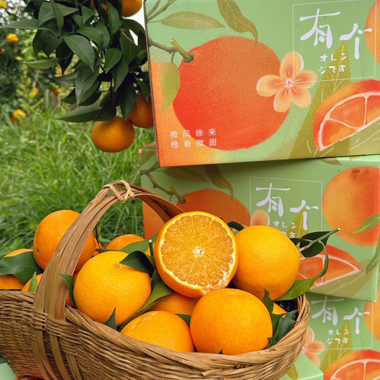 可以“吸”着吃的【爱媛果冻橙】🍊果肉十分鲜嫩水润！🍹入口像在喝橙汁！皮薄易剥果冻般嫩滑的口感