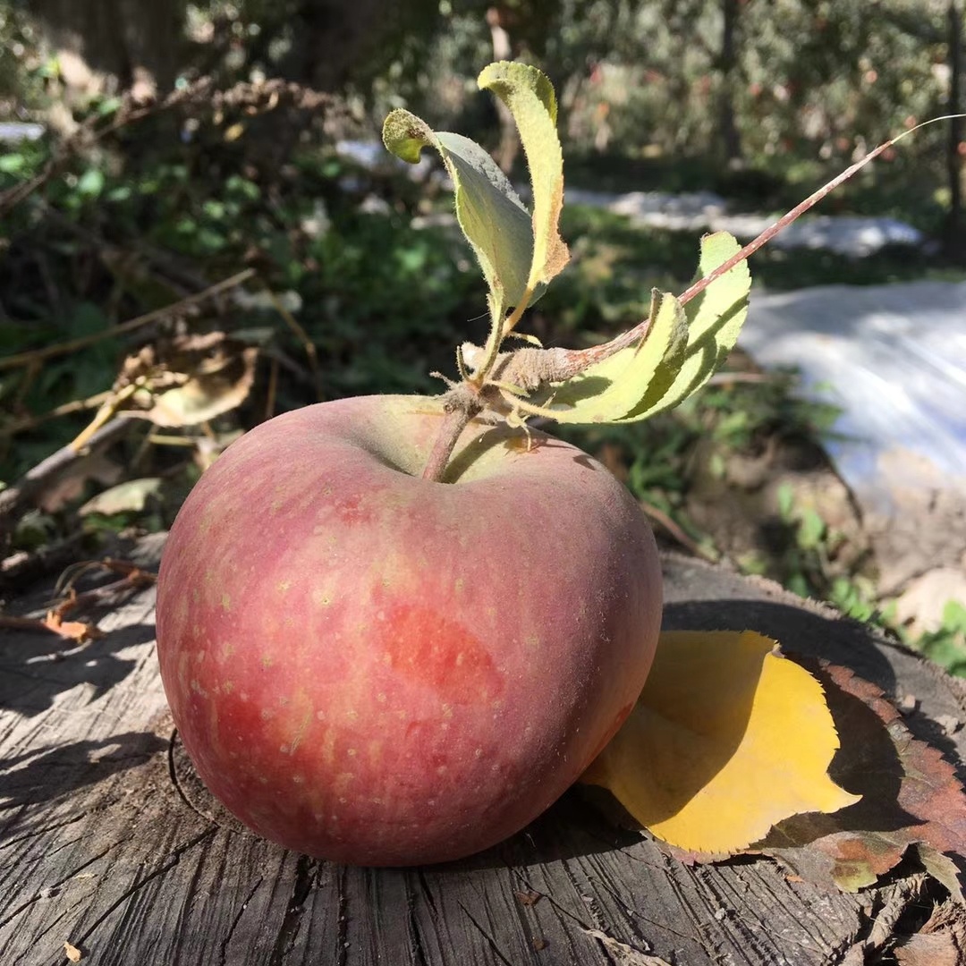 2025年新疆阿克苏冰糖心苹果