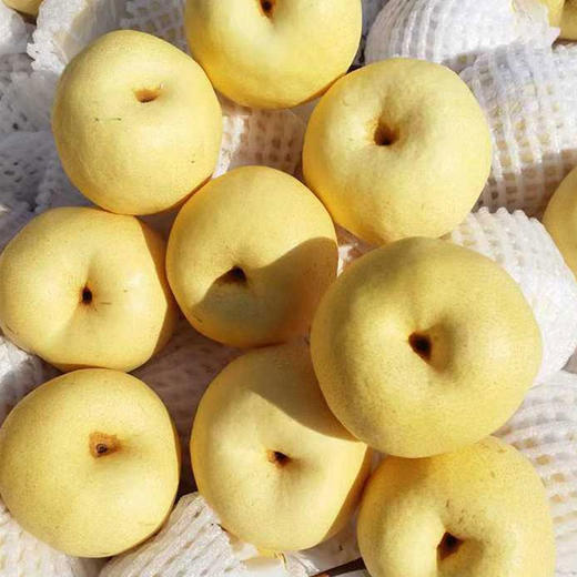 现摘现发！河北正宗雪花梨，脆爽多汁超解腻 商品图2