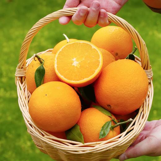 赣南脐橙 商品图2