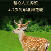 鹤年堂鹿血膏，古法慢熬浓缩精华，口感细腻！ 商品缩略图4
