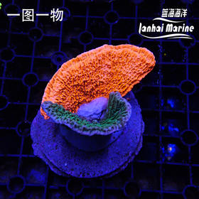 人工印尼瓦片拼盘