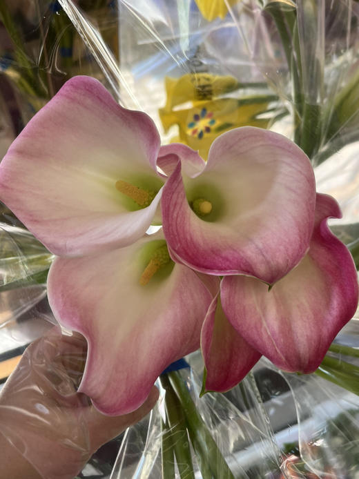 国产马蹄莲-【粉色】 商品图2