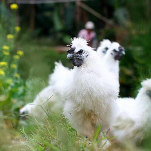 【顺丰发货】供港白凤乌骨鸡 煲汤滋补养颜坐月子鸡农户散养乌骨鸡鸡肉 商品图5