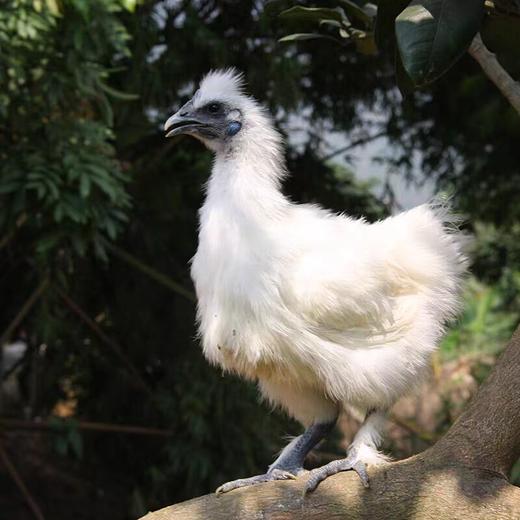 【顺丰发货】供港白凤乌骨鸡 煲汤滋补养颜坐月子鸡农户散养乌骨鸡鸡肉 商品图6