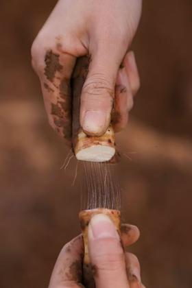 生态铁棍山药/粉