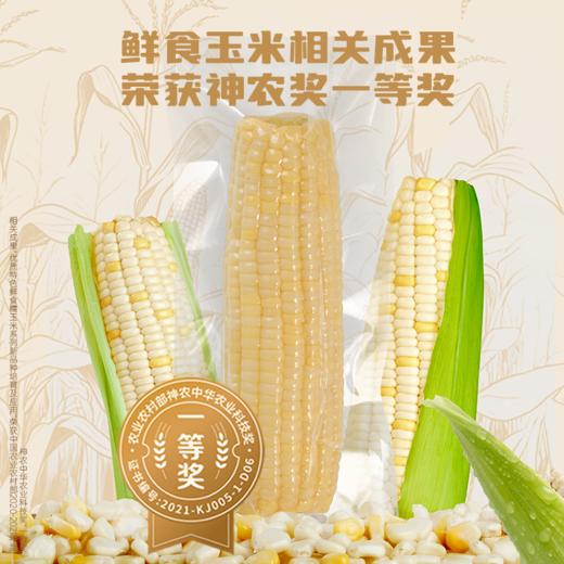 小谷队 大穗甜糯白玉米 260g*8 商品图3