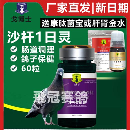 【沙杆1日灵】60粒，沙杆一日灵（戈博士） 商品图0