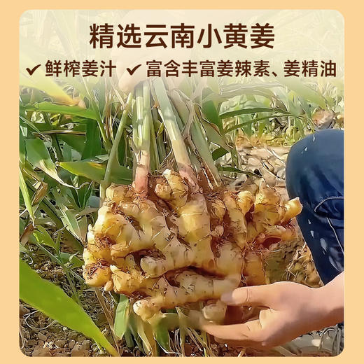 【陈皮姜枣膏】陈皮姜枣茶 添加陈皮不额外加糖  云耕物作 商品图5