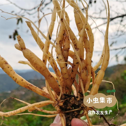 云南深山太子参 100g/袋 (非种植）| 合作农友生产，产自云南永仁，生产者：康丽 *【公平贸易农人定价】 商品图11