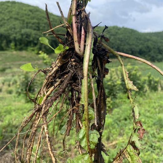 【养生臻选】有机野生蒲公英根@蒲公英叶 有机认证 甄选蒲公英叶根部 经久耐泡 茶色淡黄通透 清香馥郁 入口醇厚回甘 商品图5
