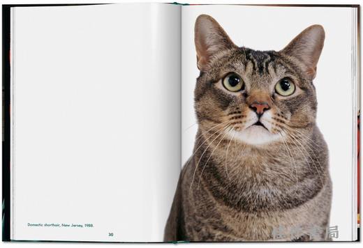 Walter Chandoha. Cats. Photographs 1942–2018 / 沃尔特·尚多哈. 猫 摄影集 1942–2018 /Taschen Pocket Books系列 商品图1