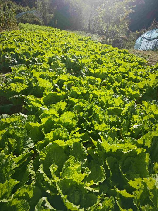 储值卡会员介绍 商品图2