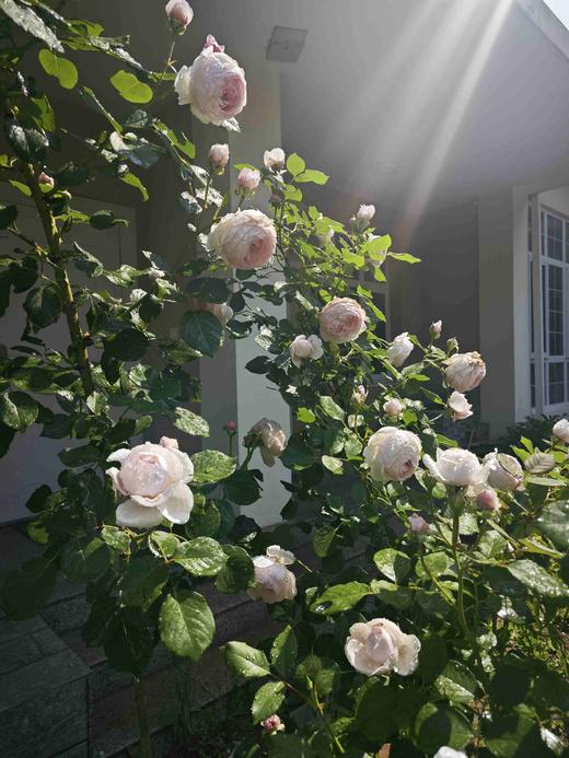 储值卡会员介绍 商品图10