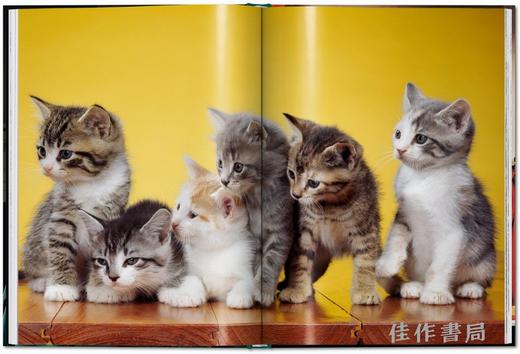 Walter Chandoha. Cats. Photographs 1942–2018 / 沃尔特·尚多哈. 猫 摄影集 1942–2018 /Taschen Pocket Books系列 商品图4