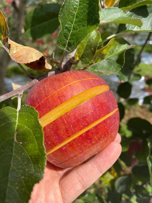 【大凉山丑苹果】看着丑吃着香，刚下树糖心率超高的 商品图2