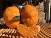 合作生产/生态椪柑 商品缩略图3