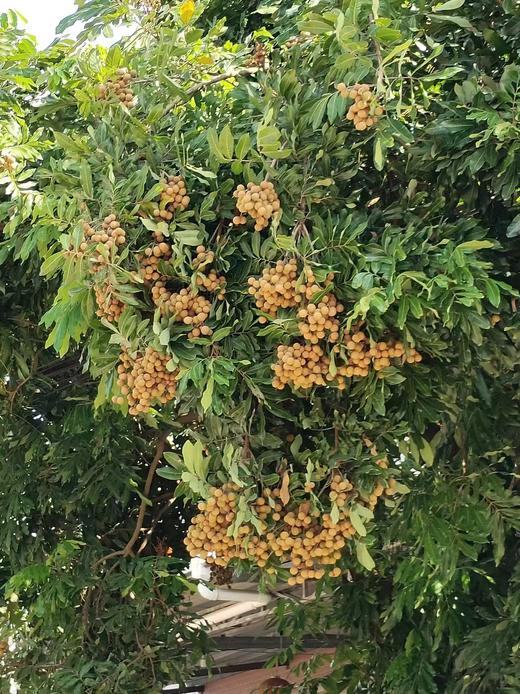 合作产品/野生桂圆 商品图4