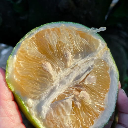 翡翠葡萄柚丨皮薄肉嫩 爆汁香甜 清甜微酸 回味微苦 榨汁口感更佳，附赠手动榨汁器⭐️顺丰/京东快递 商品图1