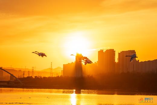 拍鸟专线：河南·三门峡天鹅湖、地坑院、甘山红腹锦鸡 6 天摄影创作团 商品图3