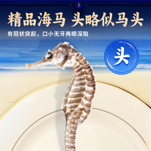 康美三斑海马中药饮片 一公一母正品海马泡酒药材海马干可搭海马田七汤 多规格 商品图4