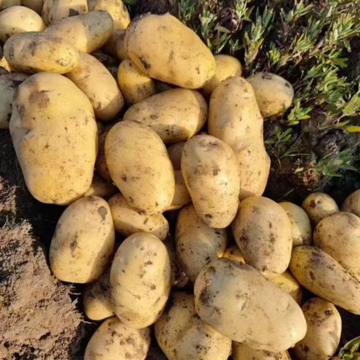 威宁黄皮黄心洋芋 产地直供 现挖现发  粉糯香甜 大中小果 【圆通发货】 商品图2