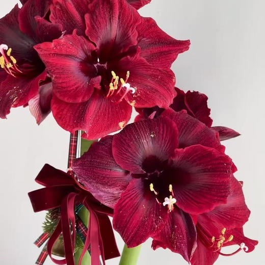 荷兰朱顶红Loyalty 商品图0