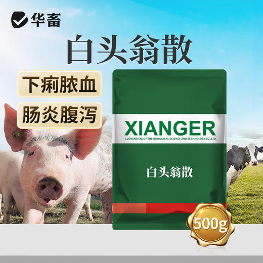 华畜白头翁散兽用痢菌净止痢散猪用牛羊鸡仔猪黄白痢拉稀止泻 商品图0