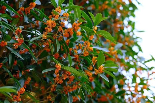 伴山来/2025桂花红茶/桂花金针 5g*15泡/罐  商品图1