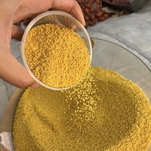 赤峰黄小米   有机肥安全种植  米油丰富 口感淳厚 源自内蒙古赤峰松山区，好吃健康又新鲜 商品图2