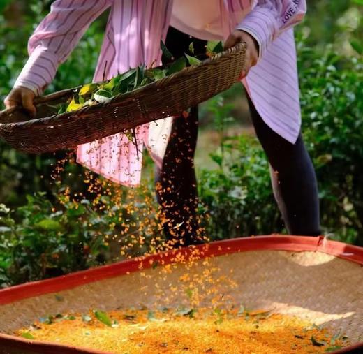 伴山来/2025桂花红茶/桂花金针 5g*15泡/罐  商品图2