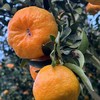 云南高原生态椪柑  | 合作生产 | 基地直发*Yunnan Plateau Ecological Ponkan mandarin 商品缩略图6