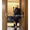 COCO ZONE 刘 一一 “恋冬”95白鹅绒连帽鹅绒服 CD2A2678 商品缩略图0