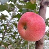 郭苹果霜降阳光丑苹果  自然农法四不用种植水果5斤/8斤装【京东/顺丰快递】 商品缩略图3