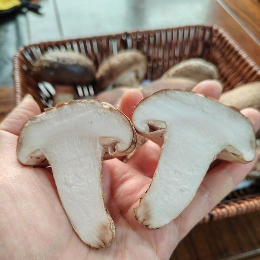 有机香菇 | 合作生产 | 基地直发 *Organic mushroom 商品图3
