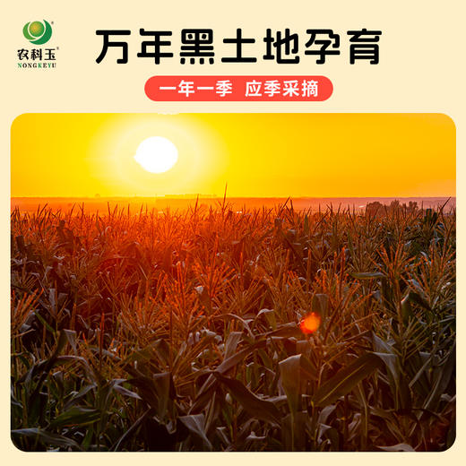【农科玉】东北黑糯紫玉米软糯鲜香真空包装8根装每根230g 商品图4