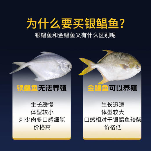 舟山野生银鲳鱼 | 黄金海域活鲜捕捞 急冻锁鲜  全国唯一天然野生银鲳渔场 肉质饱满嫩而不散 刺少肉厚 细腻如蒜瓣 入口鲜甜回甘 商品图5