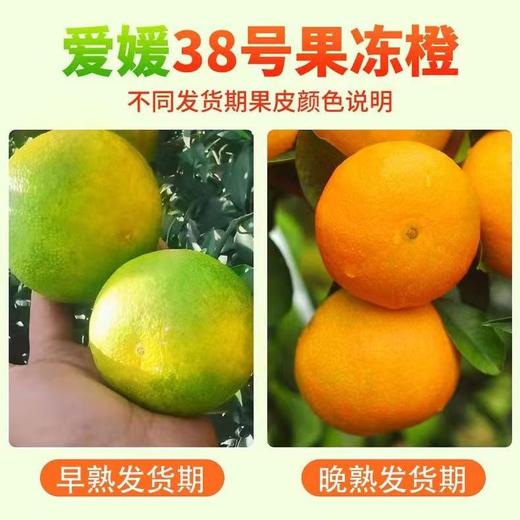 【CHUAN】爱媛果冻橙【精品果】中果5斤  顺丰快递（65-70mm ） 商品图2