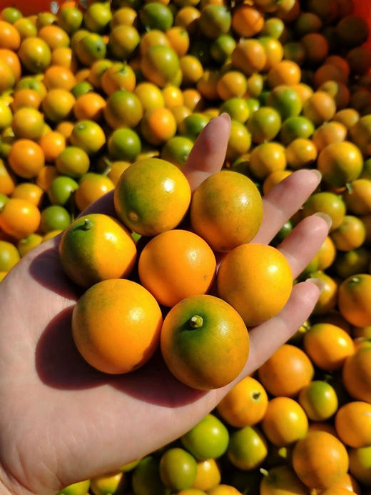 【CHUAN】脆皮金桔【精品果】3斤大果 （35个左右/斤） 商品图2