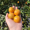 {积分兑换}滑皮金桔2斤装（50-60颗） 商品缩略图0