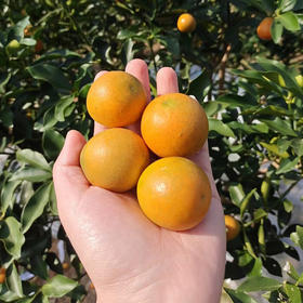 滑皮金桔2斤装（50-60颗）