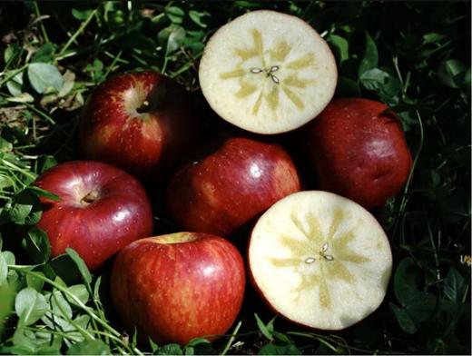 真正的哈巴庄园王林苹果 富士苹果   有机天然 无渣 九分甜  |百里食 商品图12