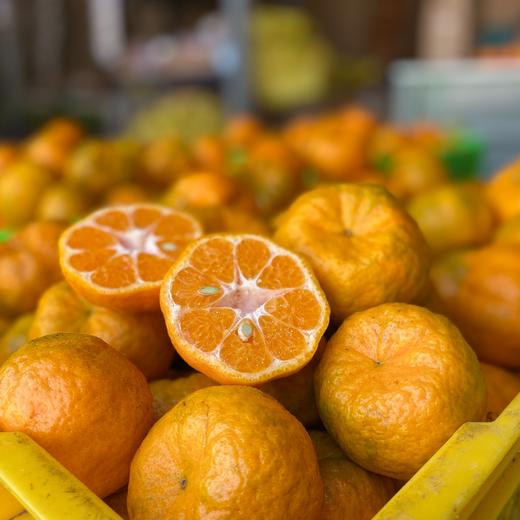 云南高原生态椪柑  | 合作生产 | 基地直发*Yunnan Plateau Ecological Ponkan mandarin 商品图3