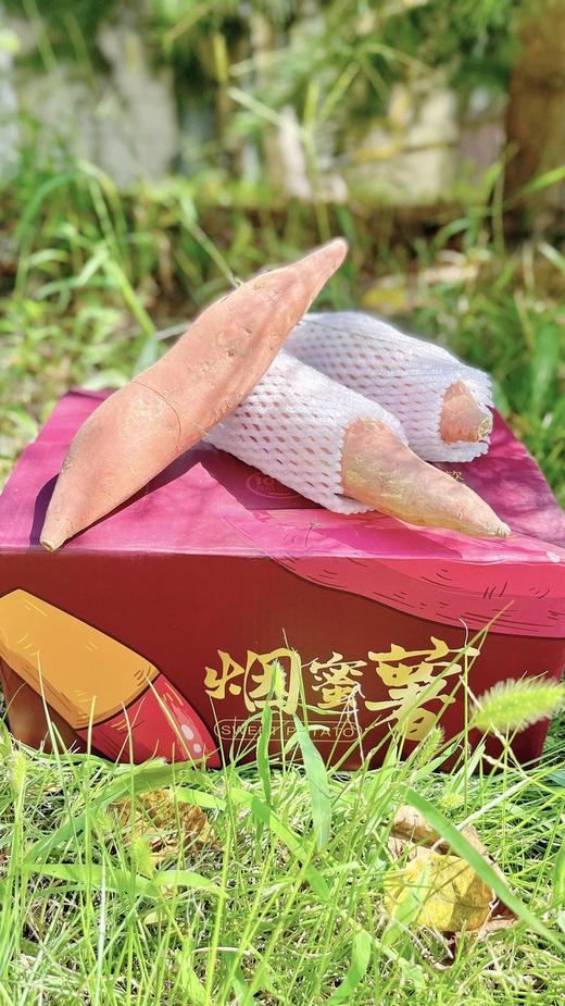 农心农意 烟薯25（1-3两小果）4.6-5斤 商品图3