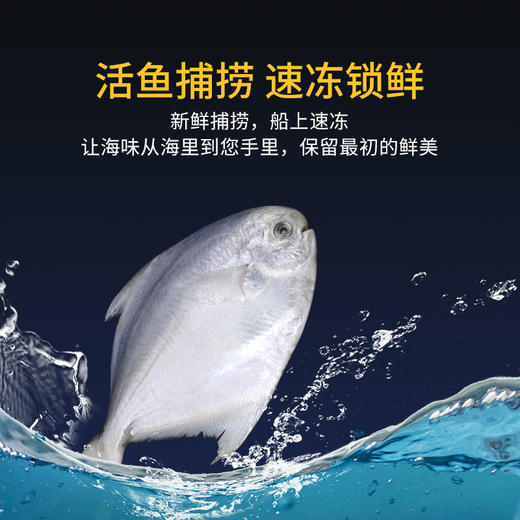 舟山野生银鲳鱼 | 黄金海域活鲜捕捞 急冻锁鲜  全国唯一天然野生银鲳渔场 肉质饱满嫩而不散 刺少肉厚 细腻如蒜瓣 入口鲜甜回甘 商品图1
