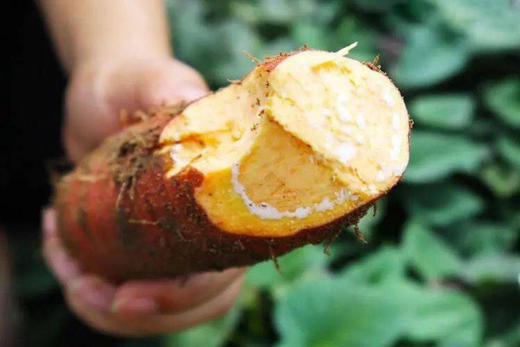 农心农意 烟薯25（1-3两小果）4.6-5斤 商品图4