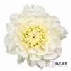 配花 | 大丽花焦糖 商品缩略图0