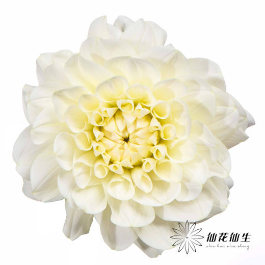 配花 | 大丽花焦糖 商品图0